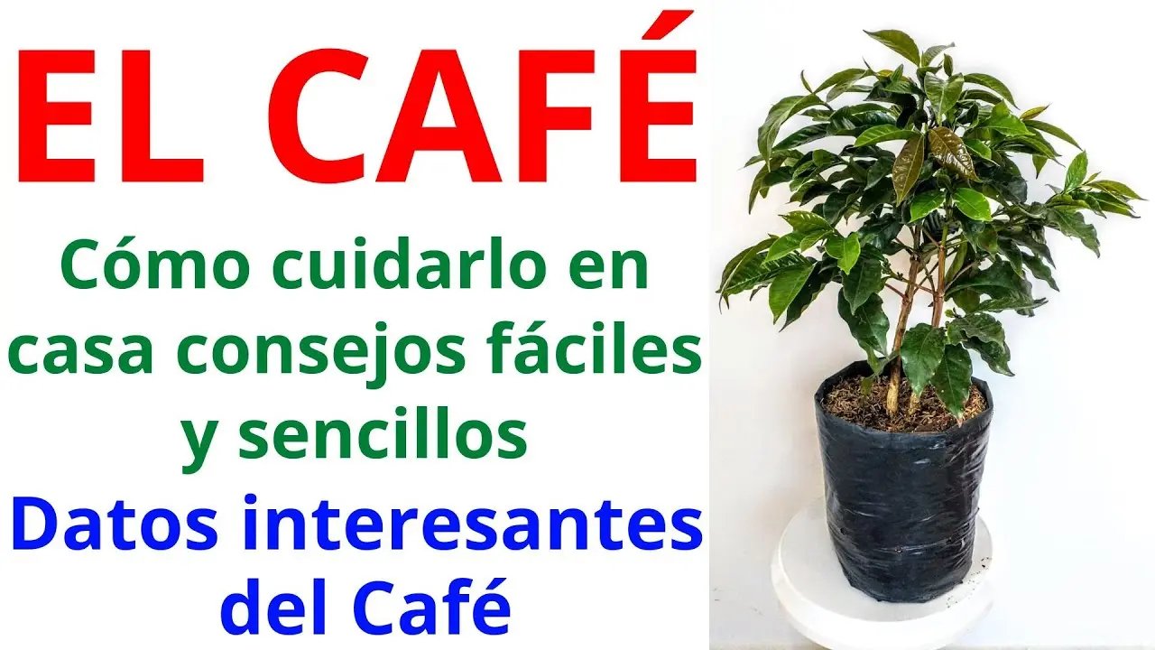planta de cafe cuidados - Qué necesita una planta de café para crecer