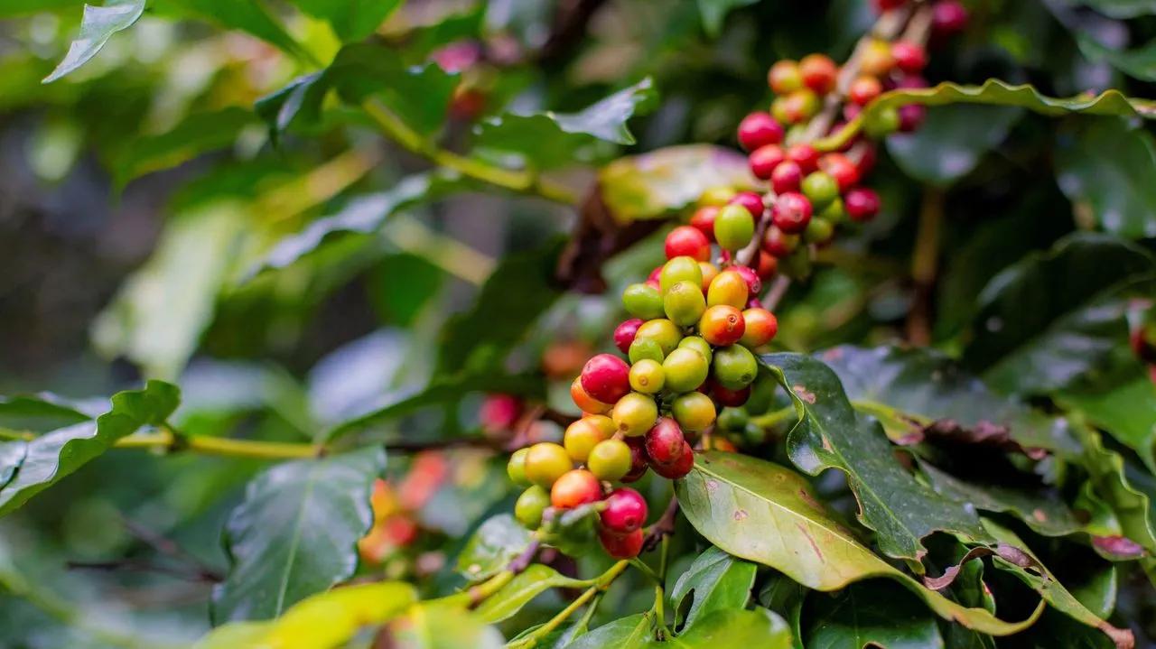 Beneficios de la cáscara de café - Qué nutrientes tiene la cascarilla de café cascara de cafe - Qué nutrientes tiene la cascarilla de café