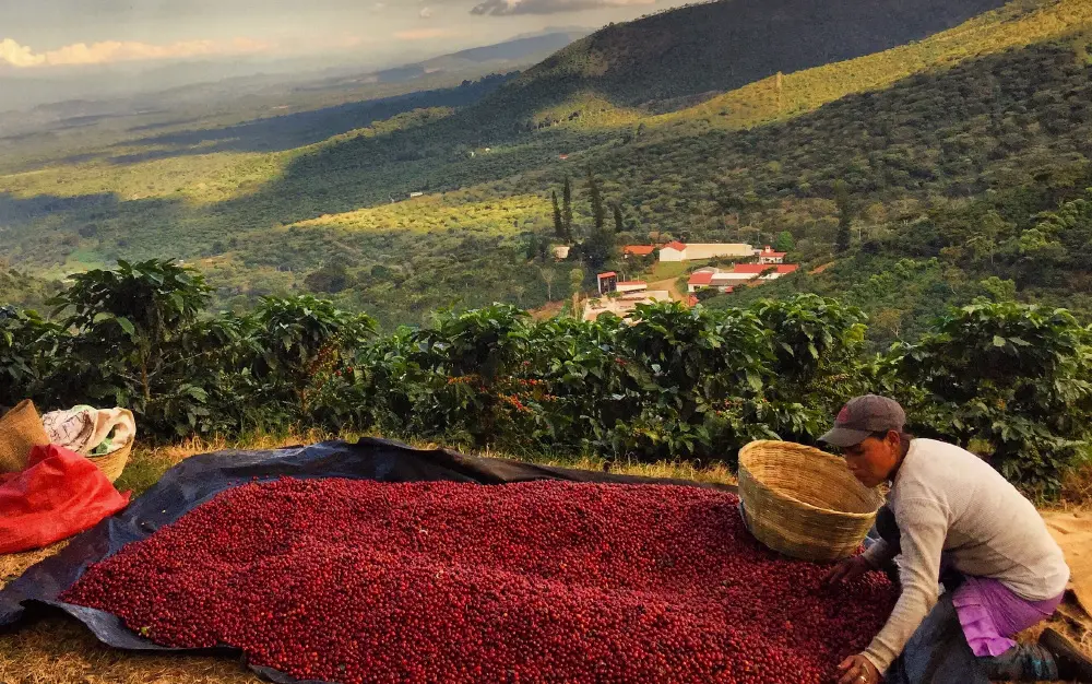 Café de Asia: Una joya por descubrir - Qué países de Asia producen café cafe de asia - Qué países de Asia producen café