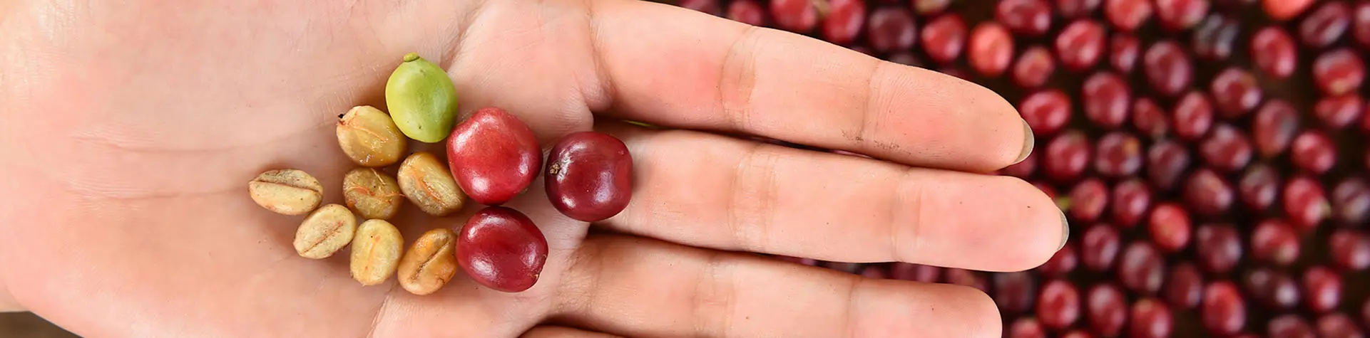 cual es la semilla del cafe - Qué parte de la planta es el grano de café