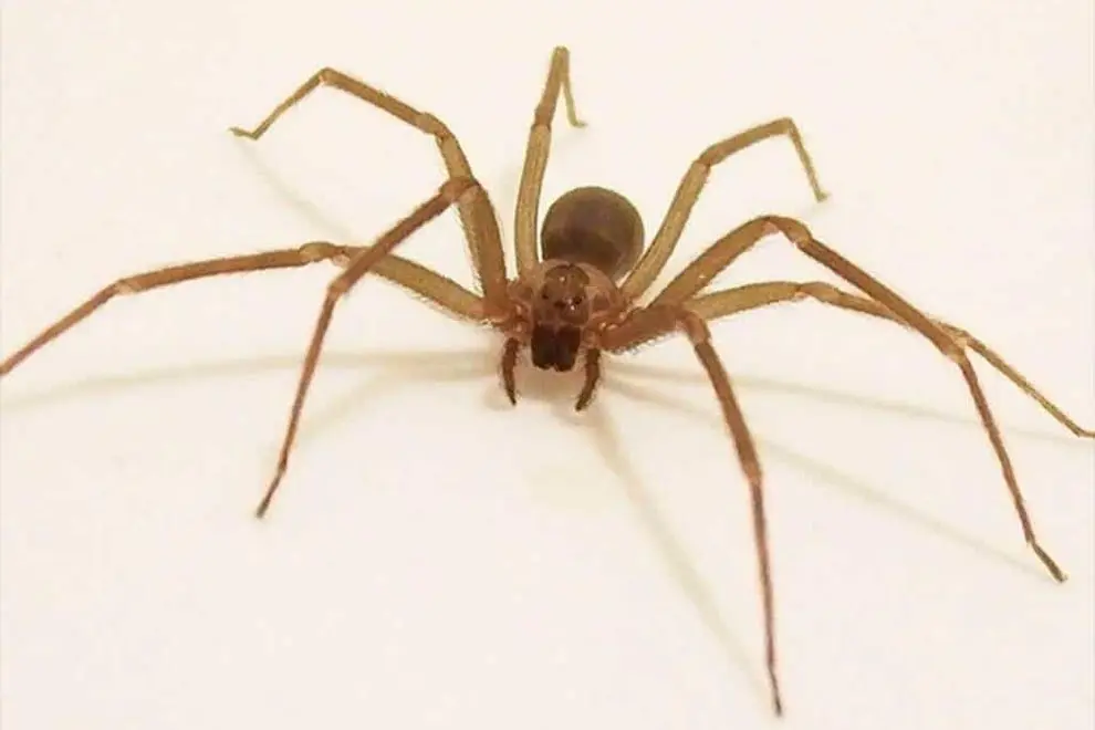 araña cafe con patas largas - Qué pasa si me pica una araña de patas largas