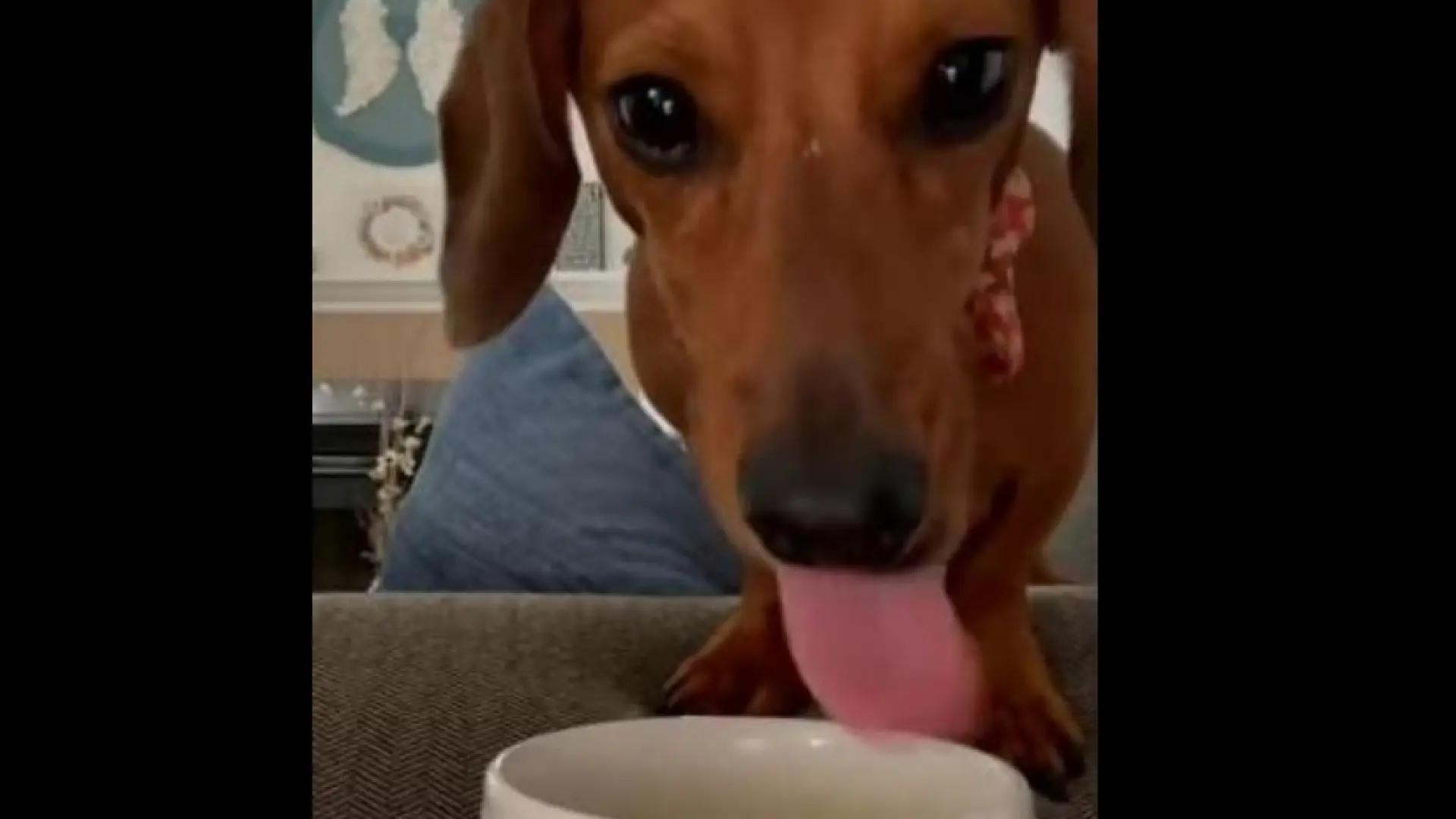 mi perro comio cafe - Qué pasa si un perro se come un grano de café