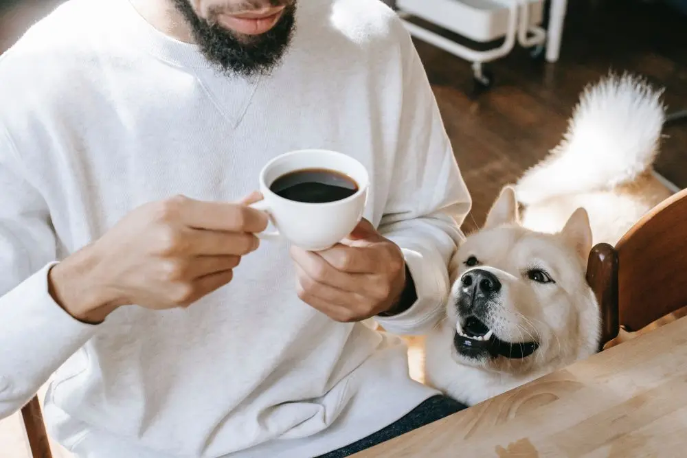 cafe a los perros - Qué puede intoxicar a un perro