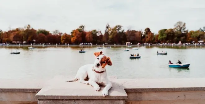 café con perros madrid - Qué puedo hacer con mi perro en Madrid