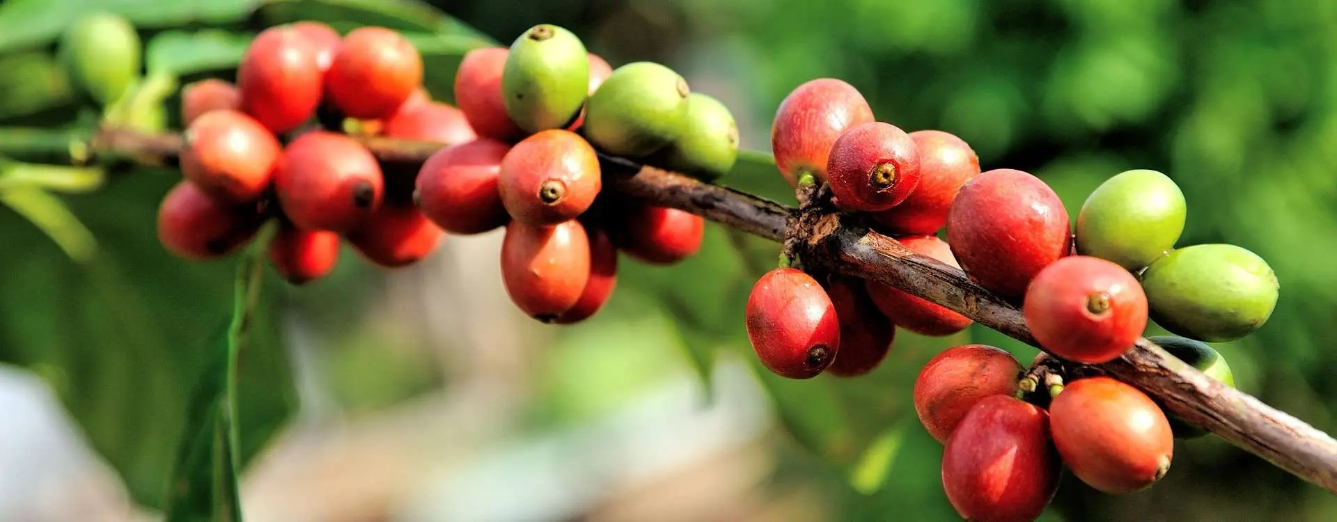 produccion de cafe en italia - Que se cultiva en Italia