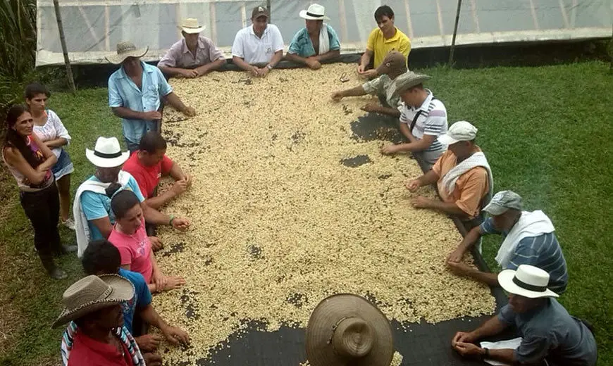 La importancia de las cooperativas de café en la producción y comercialización del café colombiano - Qué se hace en una finca cafetera cooperativa de café - Qué se hace en una finca cafetera