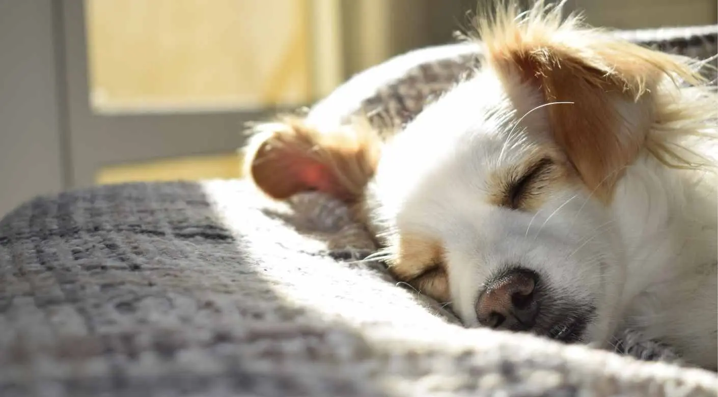 Mi perro vomita café: ¿Qué podría estar sucediendo? - Qué se le puede dar a un perro que está vomitando mi perro vomita cafe - Qué se le puede dar a un perro que está vomitando