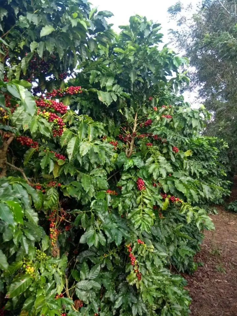 cafe cultivos - Que se requiere para el cultivo de café