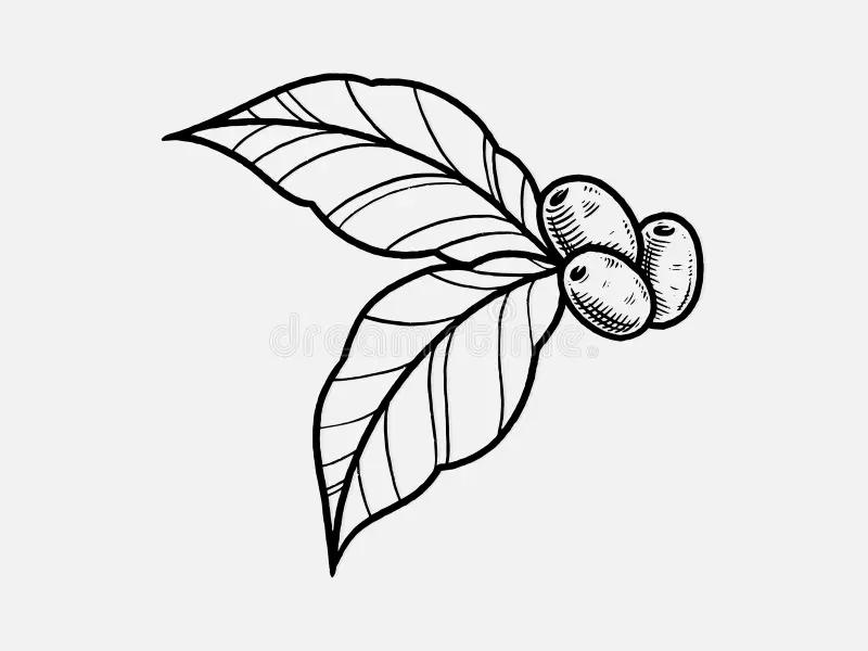 hoja de cafe dibujo - Qué significa la hoja café