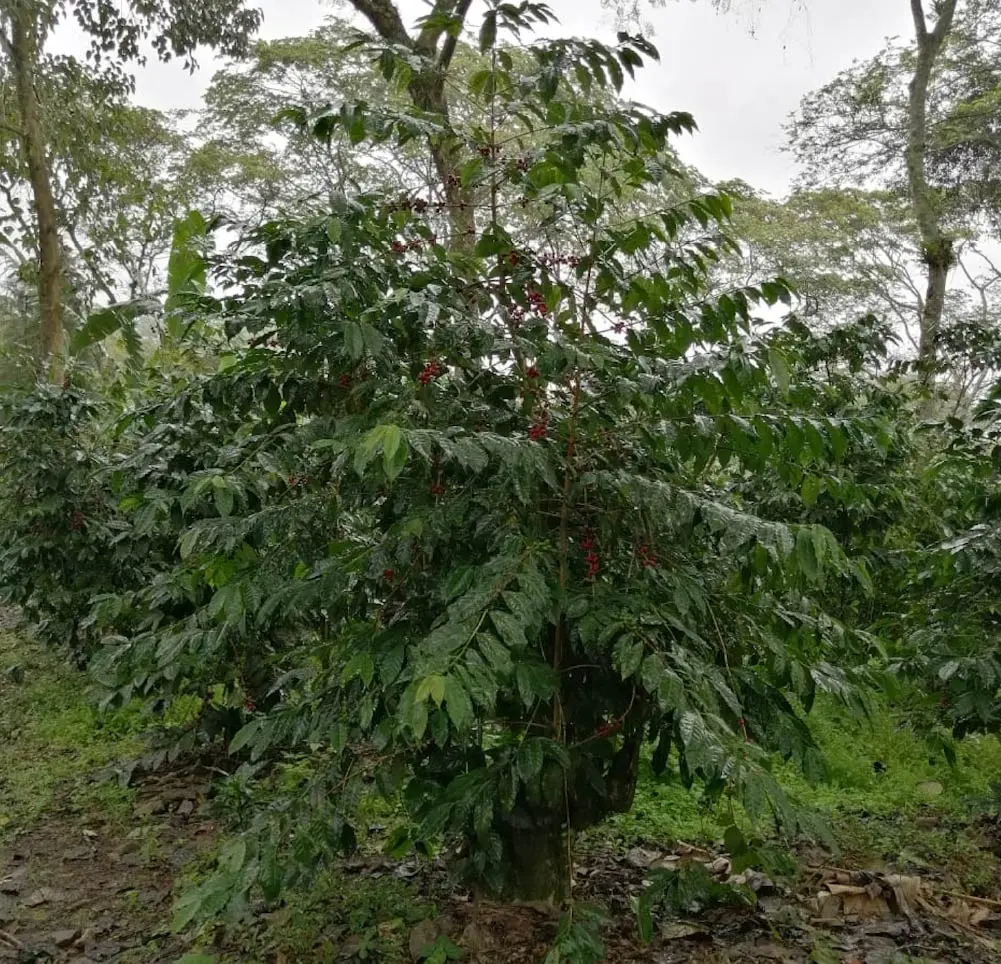 café typica - Qué significa Typica