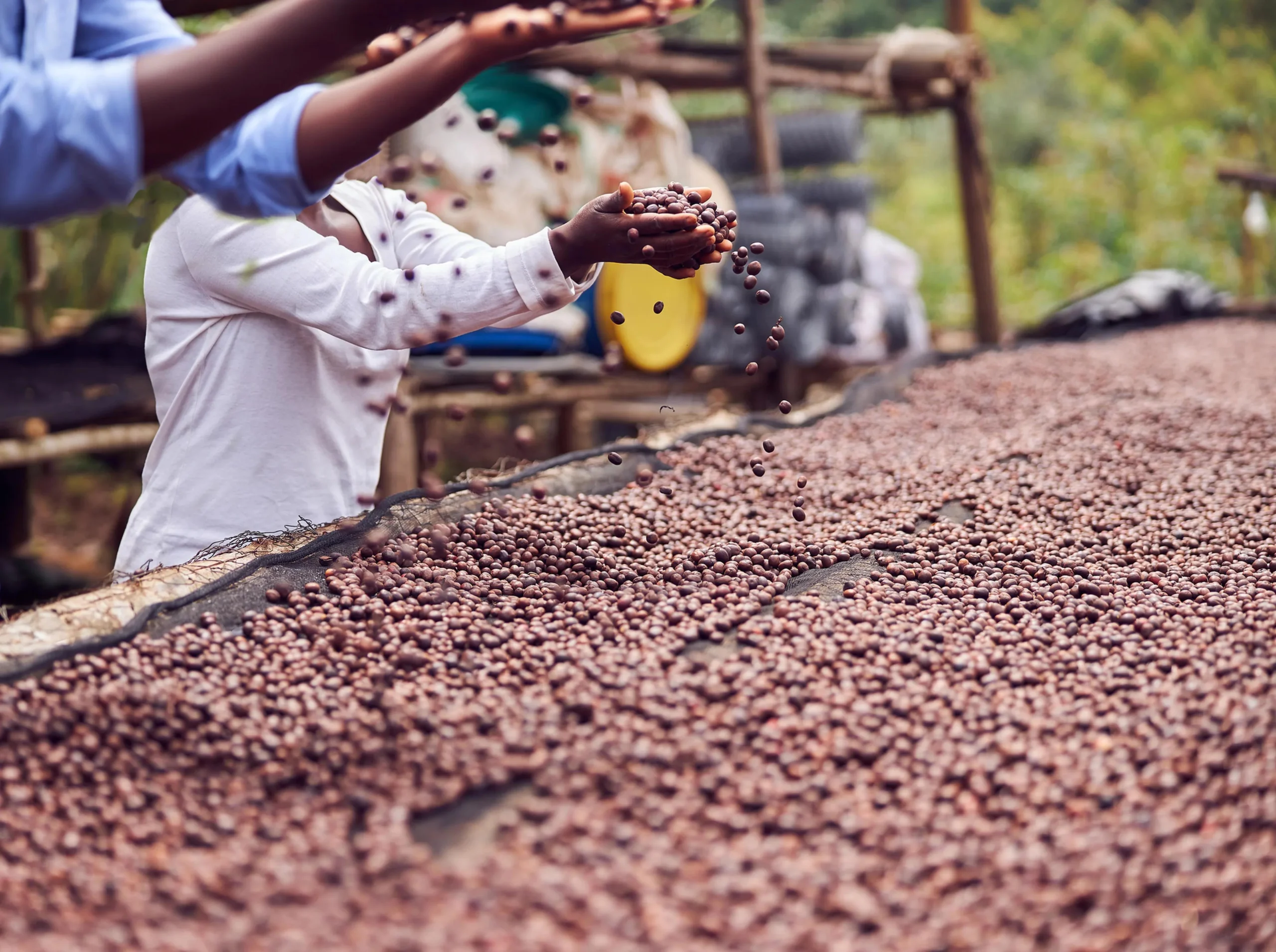 La extinción del café: una amenaza para el entorno - Qué tan sostenible con el medio ambiente es el café orgánico extincion del cafe - Qué tan sostenible con el medio ambiente es el café orgánico