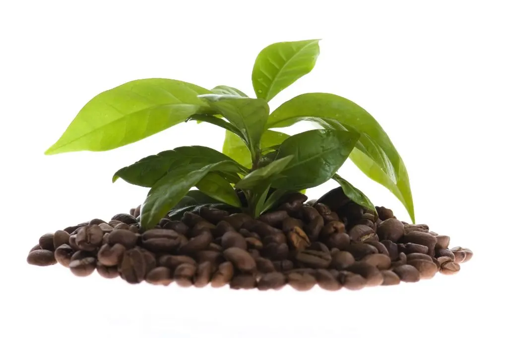 Café sostenible: una opción para un entorno más justo y saludable - Qué tiene de especial el café orgánico cafe sostenible - Qué tiene de especial el café orgánico