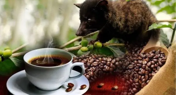 lo mejor del cafe - Que tiene que tener un buen café