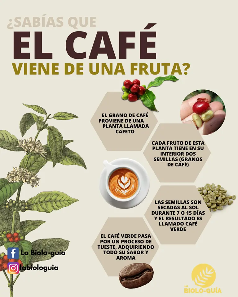 cafe es fruta o verdura - Qué tipo alimento es el café