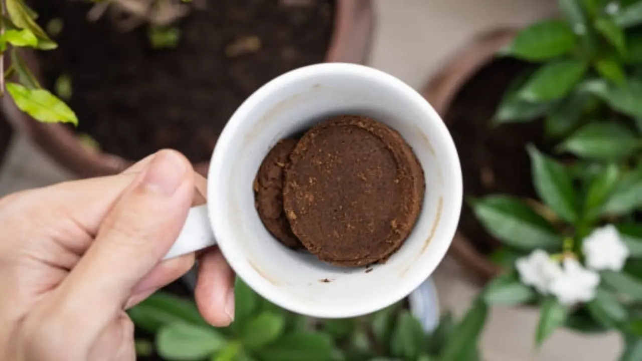 posos de café para naranjos - Qué tipo de abono es bueno para el naranjo