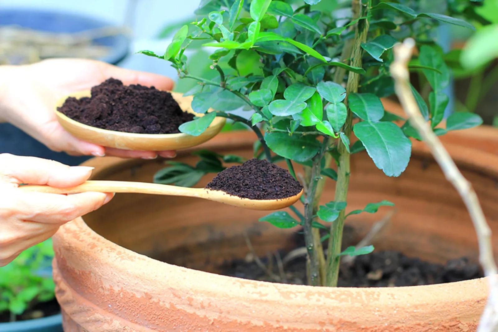 Café de abono: una opción sostenible para fertilizar tus plantas - Qué tipo de abono se le echa al café cafe de abono - Qué tipo de abono se le echa al café