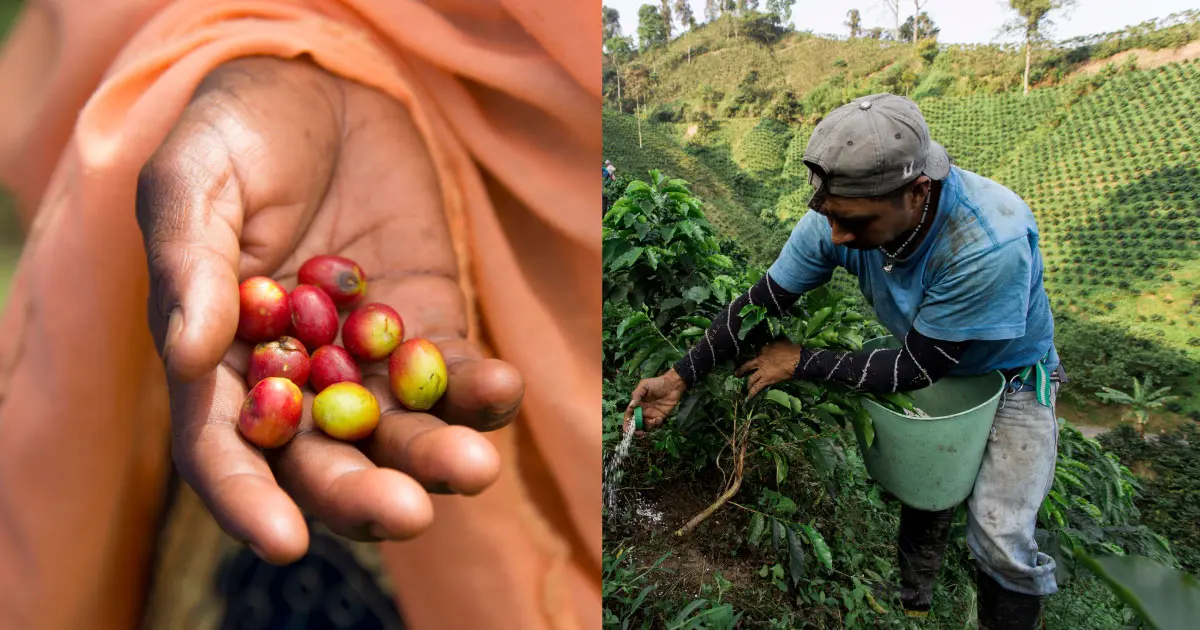 agricultura cafe - Qué tipo de agricultura es el café