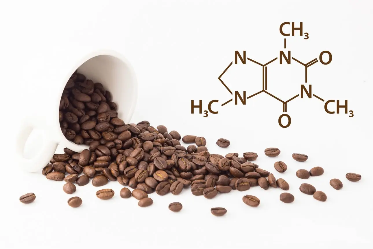 alcaloide del cafe - Qué tipo de alcaloide es la cafeína