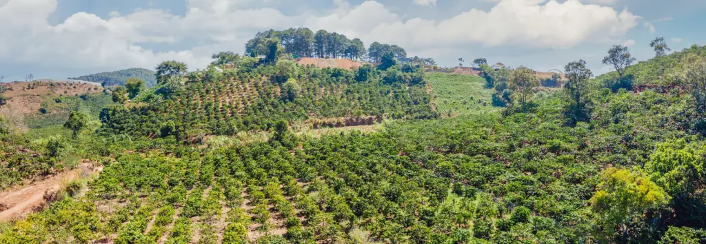 El café vietnamita: una delicia única y tradicional - Qué tipo de café se produce en Vietnam cafe vietnamita - Qué tipo de café se produce en Vietnam