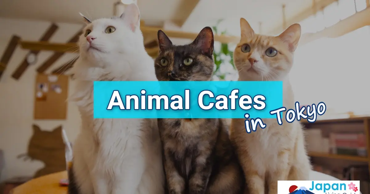 animal cafe near me - What kind of animal cafe in Tokyo