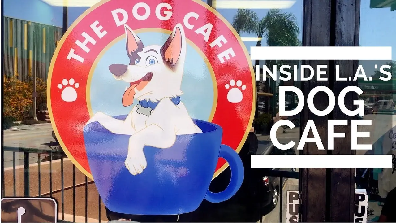 dog café in la - Who is the owner of the dog cafe